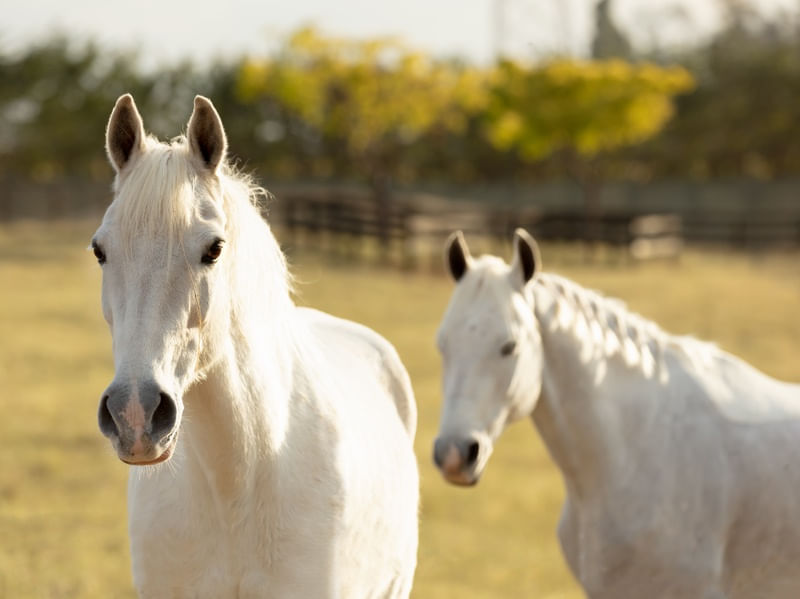 CAVALOS BRANCOS NO PASTO
