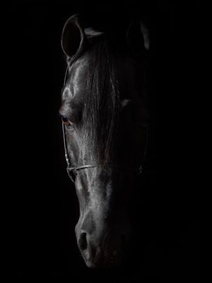 CAVALO PRETO IMPONENTE