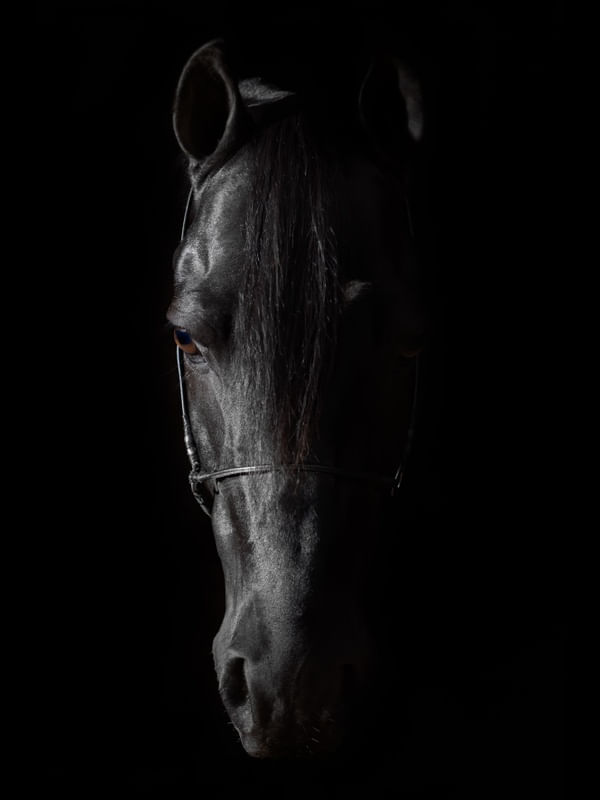 CAVALO PRETO IMPONENTE