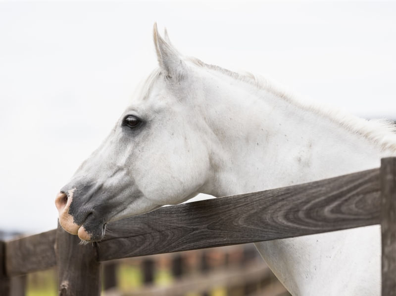 CAVALO BRANCO NA CERCA