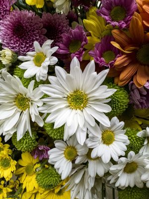 AS FLORES AS CORES