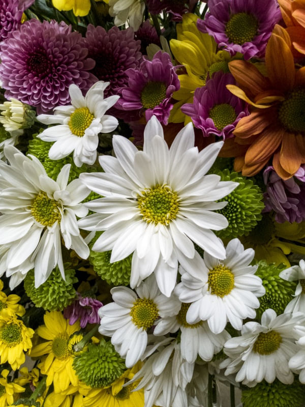 AS FLORES AS CORES