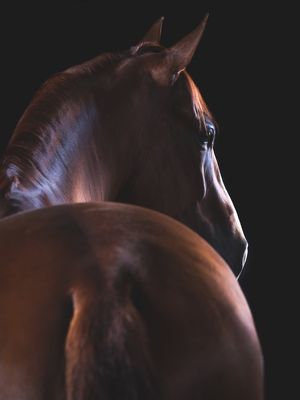 CAVALO MAGNÍFICO