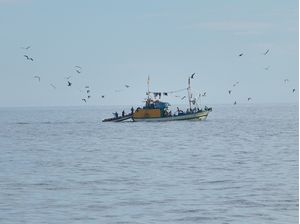 BARCO PESQUEIRO E AVES