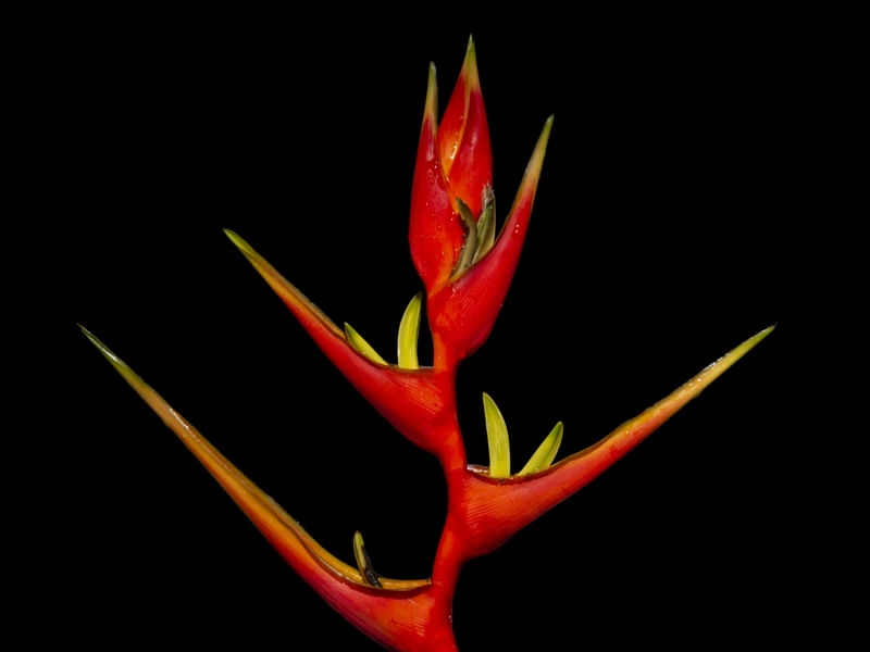 HELICONIA FUNDO PRETO
