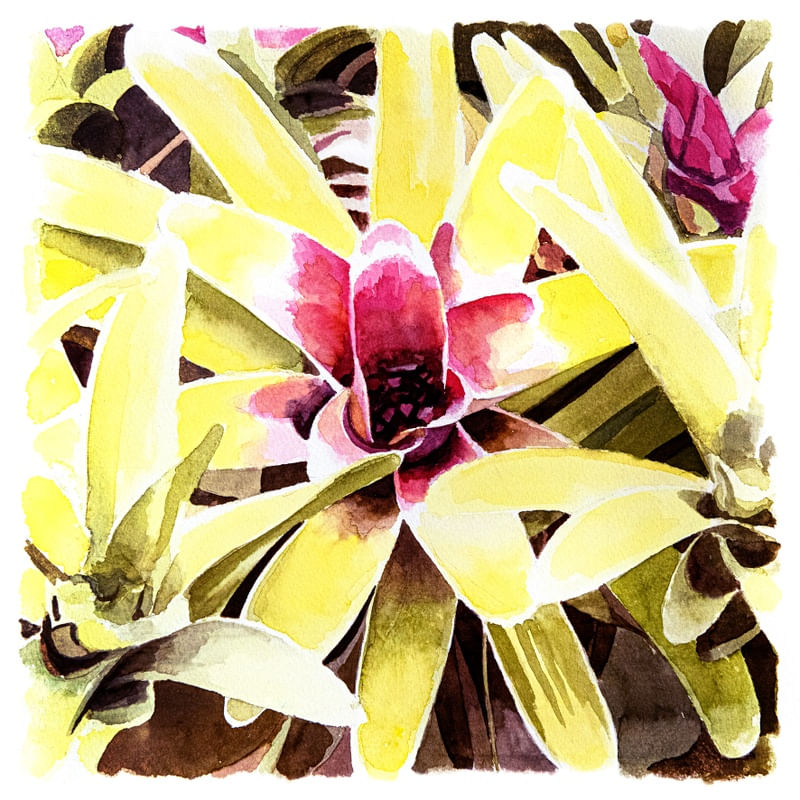 WV ORQUIDEAS E BROMELIAS 01