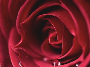 DELICADA ROSA