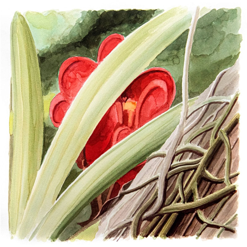 WV ORQUIDEAS E BROMELIAS 04B