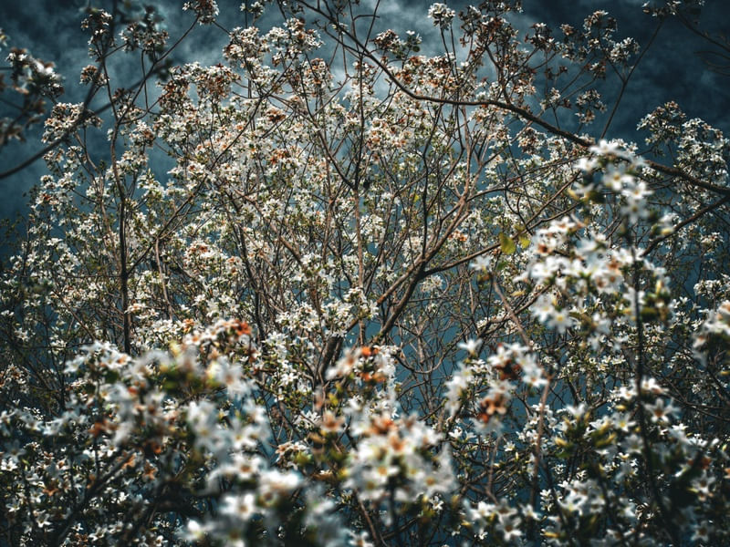 FLOR BRANCA 3