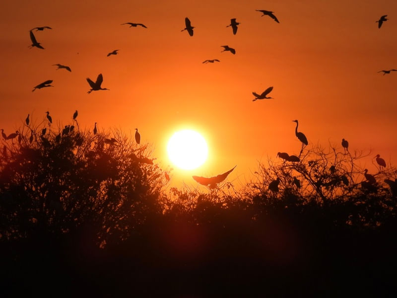 PÁSSAROS POR DO SOL