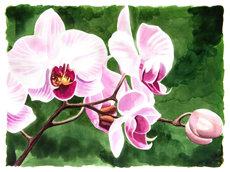 WV ORQUIDEAS E BROMELIAS 09