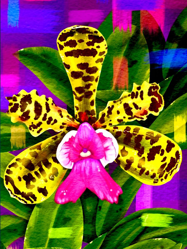 ORQUIDEA CATTLEYA ACLANDIAE COLEÇÃO BOTÂNICA