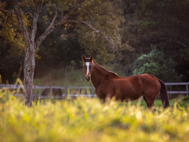 CAVALO CURIOSO