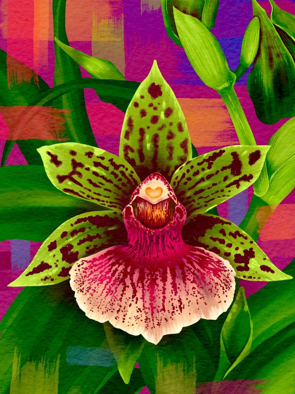 ORQUIDEA ZYGOPETALUM COLEÇÃO BOTÂNICA