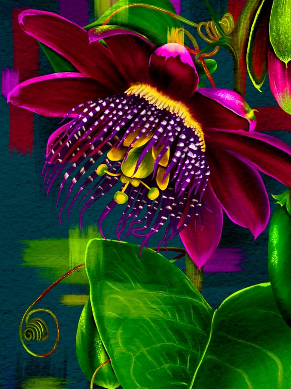 PASSIFLORA COLEÇÃO BOTÂNICA