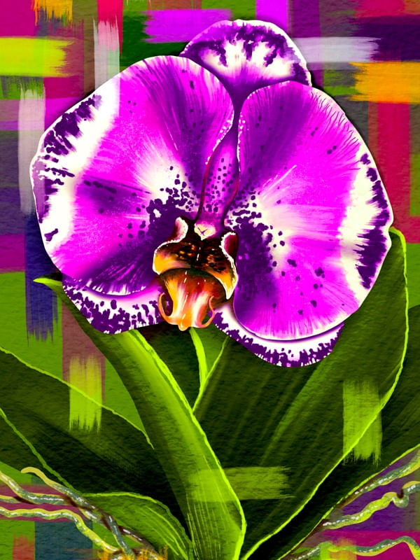 ORQUÍDEA PHALAENOPSIS COLEÇÃO BOTÂNICA