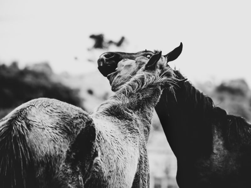 CAVALOS BRINCANDO