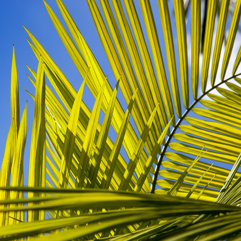 TROPICAL LEAF 5409 LL