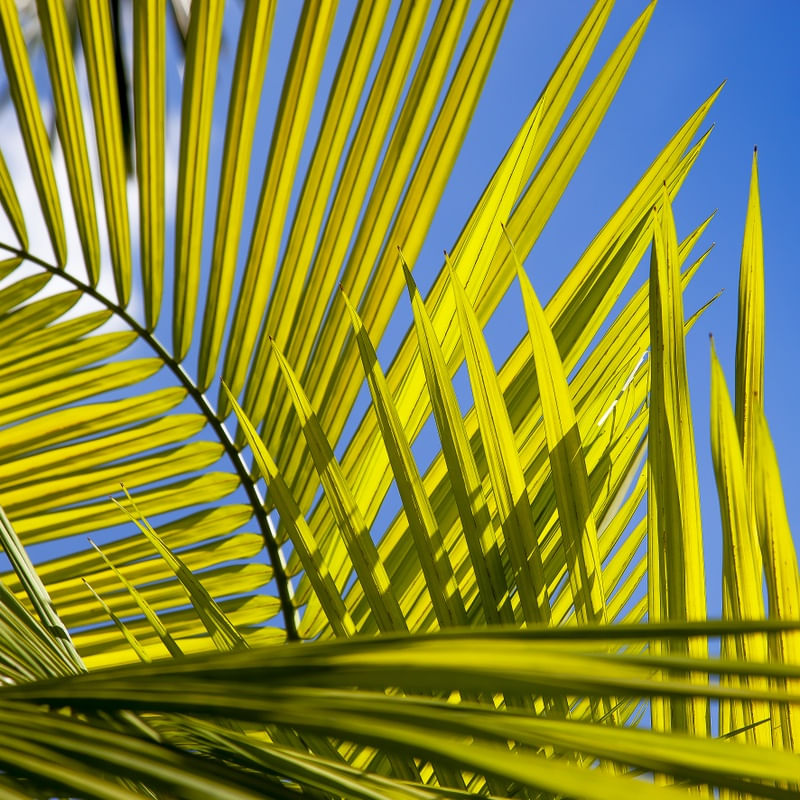 TROPICAL LEAF 5409 L