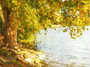 ÁRVORE NO RIO OISE NA VILA DE AUVERS-SUR-OISE