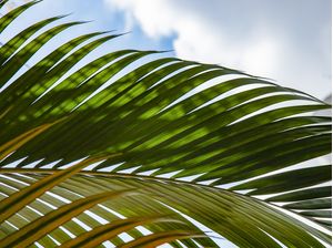 TROPICAL LEAF 5412