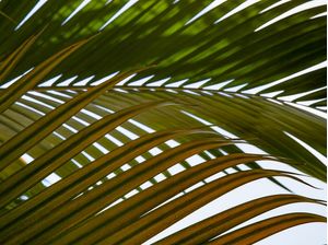 TROPICAL LEAF 5413