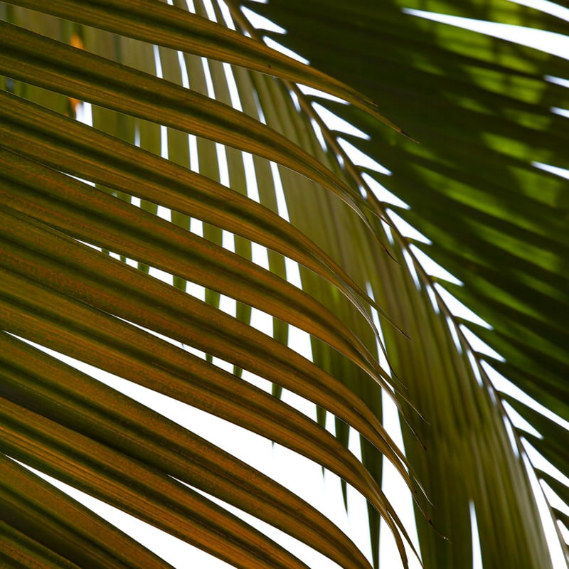 TROPICAL LEAF 5414 L