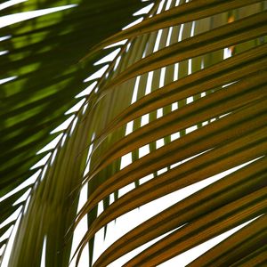 TROPICAL LEAF 5414 LL