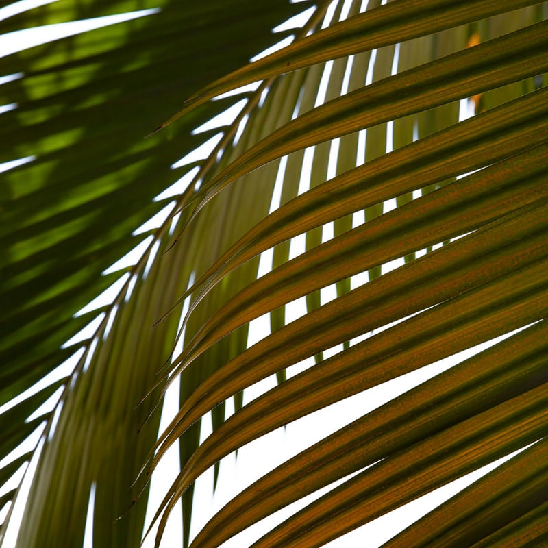TROPICAL LEAF 5414 LL