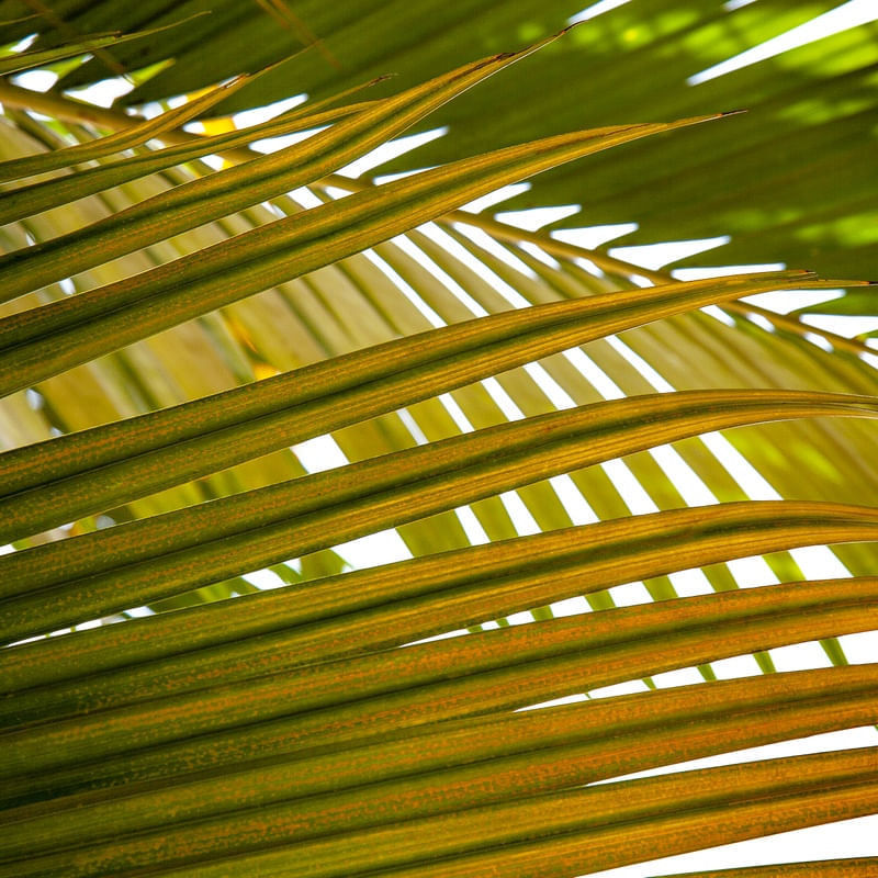 TROPICAL LEAF 5415 I