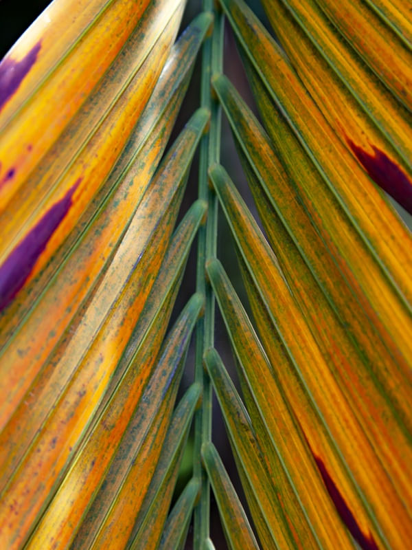 TROPICAL LEAF 5418