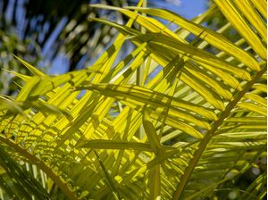 TROPICAL LEAF 5420