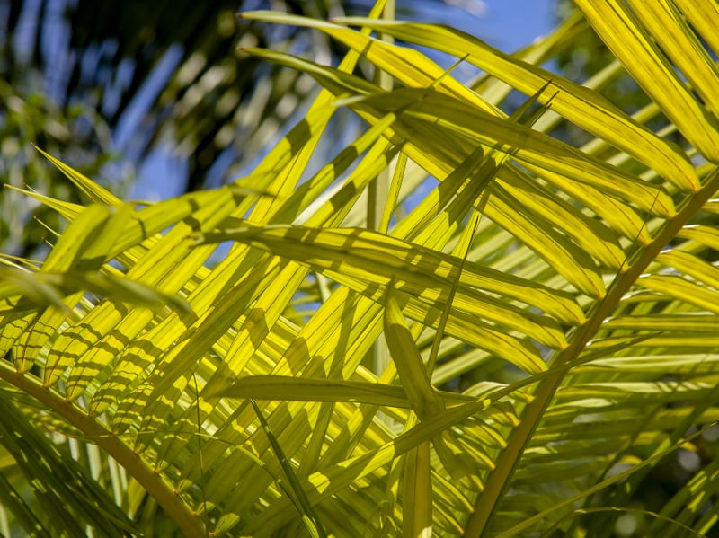 TROPICAL LEAF 5420
