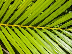 TROPICAL LEDAF 5430