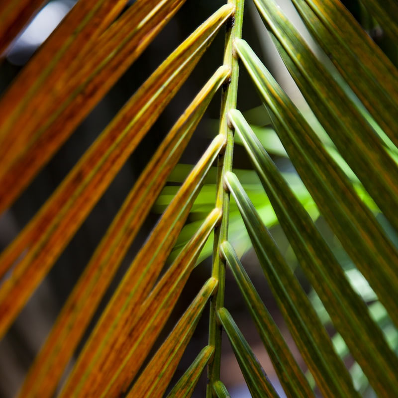 TROPICAL LEAF 9387