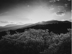SAKURA BLACK AND WHITE