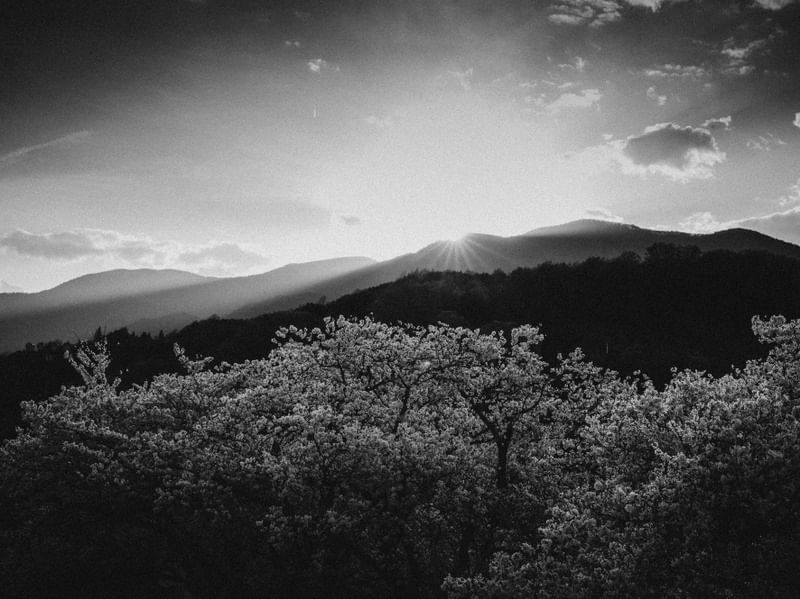 SAKURA BLACK AND WHITE
