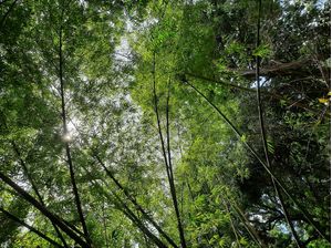 BAMBUS NATUREZA