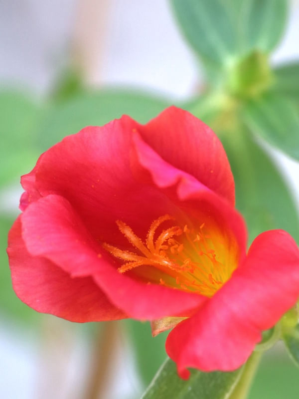 FLOR ONZE HORAS II