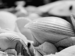 SÉRIE PRAIA - CONCHAS PB