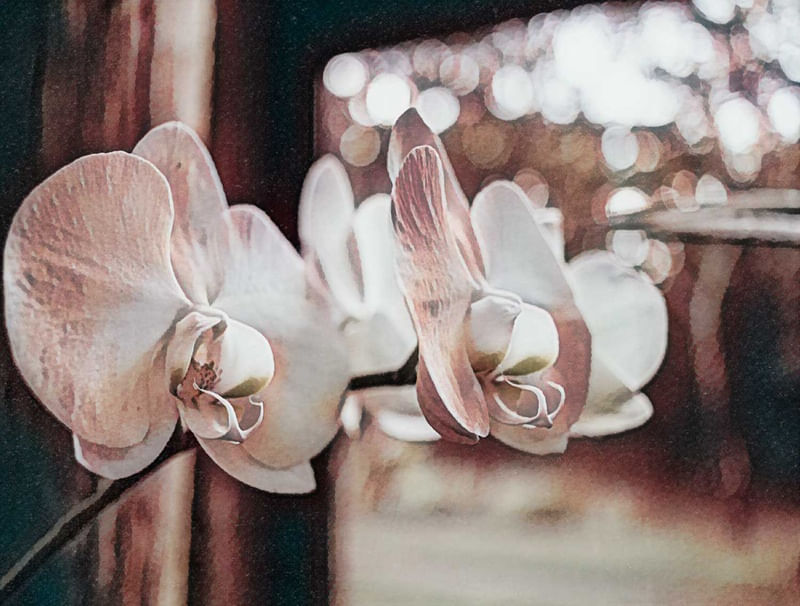 MAGNOLIOPHYTA