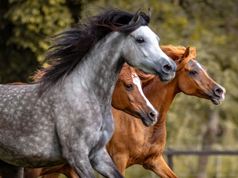 CAVALOS AO VENTO