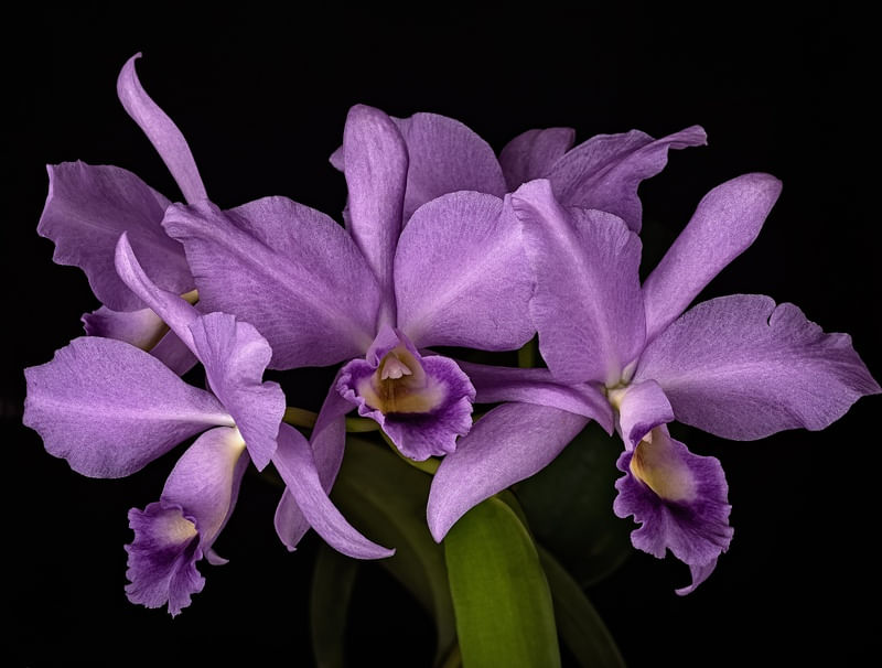 ORQUIDEA EM FLOR
