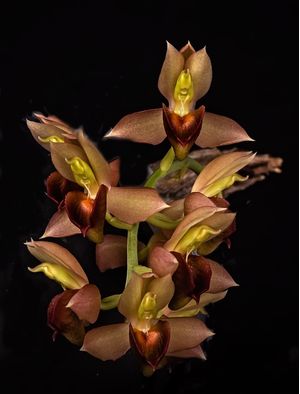 CATASETUM