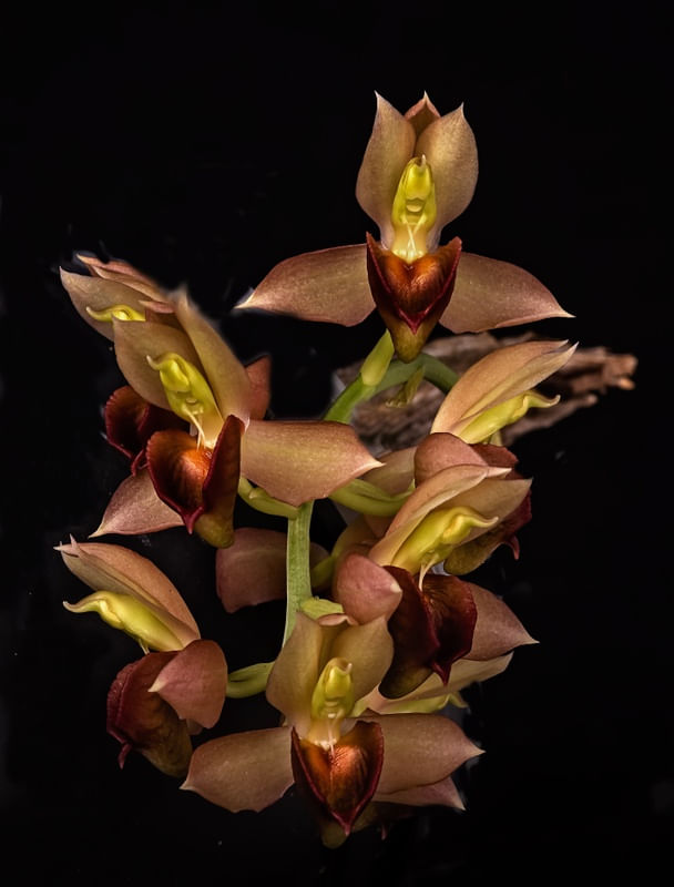 CATASETUM