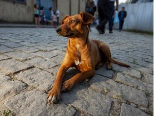 CACHORRINHO VIRA LATA