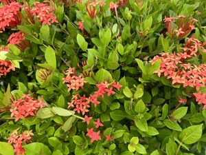 JARDIM INEXORÁVEL