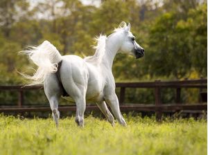 CAVALO BRANCO SOLTO