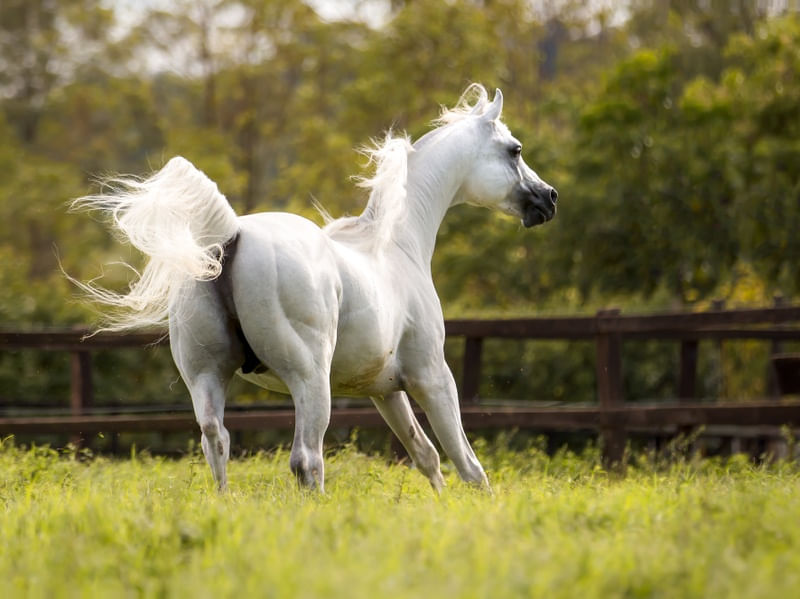 CAVALO BRANCO SOLTO