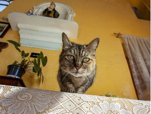 GATO DA IGREJA